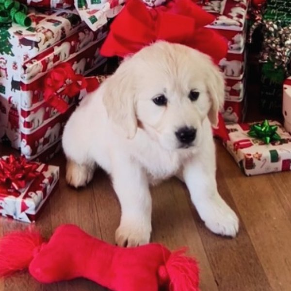 Belle wearing a red bow by the Christmas tree