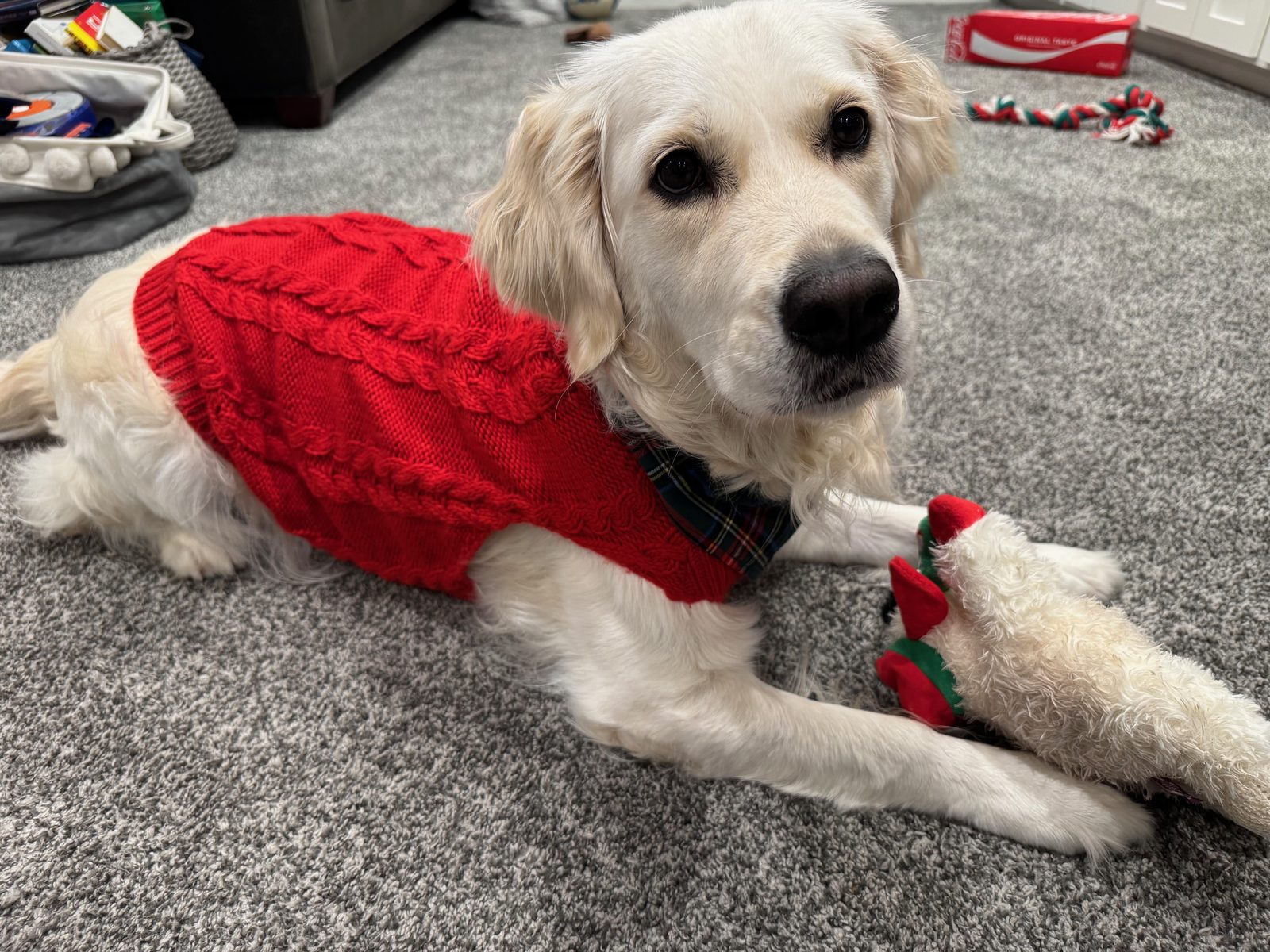 Belle in a red cable-knit sweater holding her Christmas toy