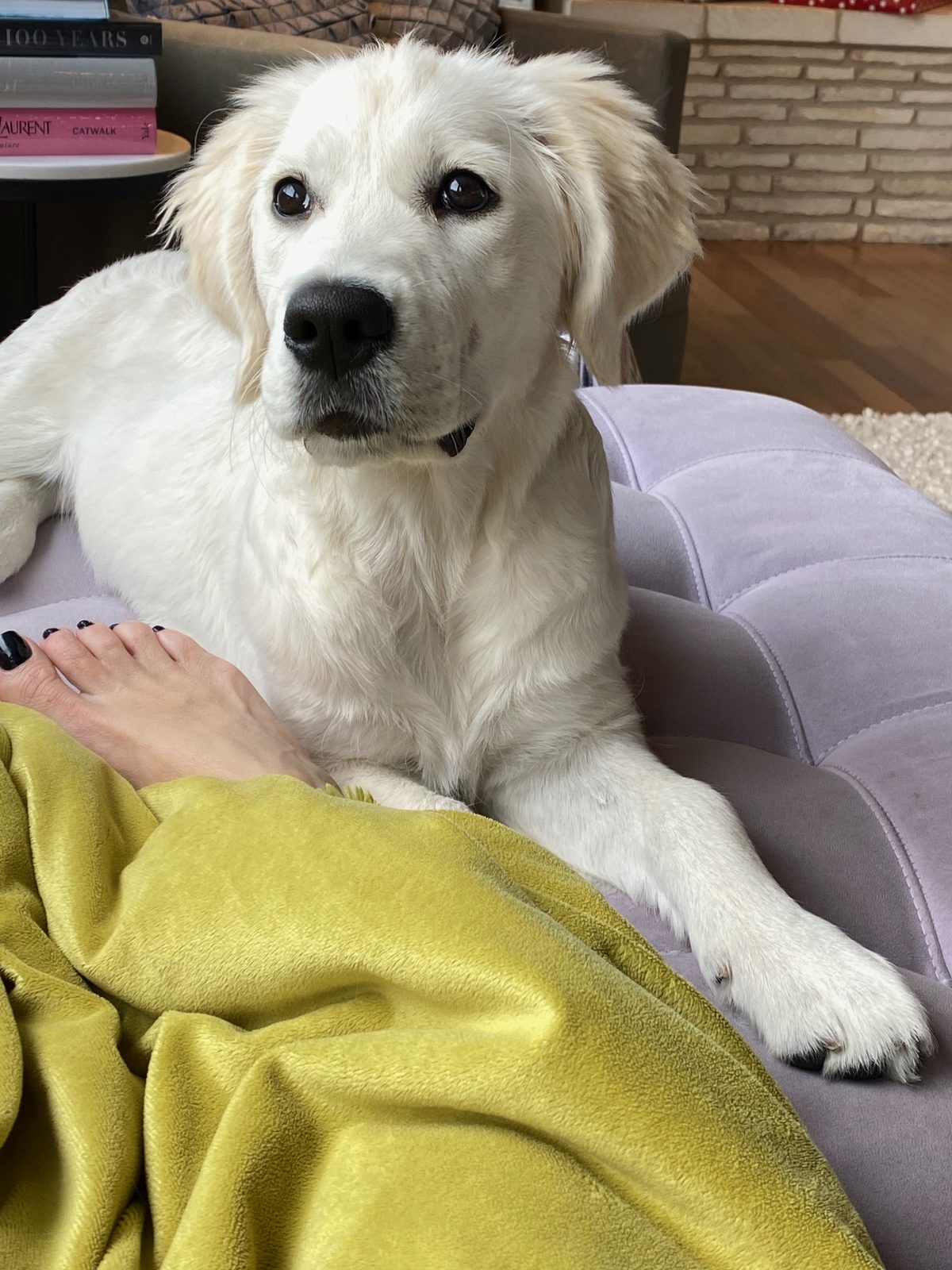 Belle the golden retriever looking at the camera up close